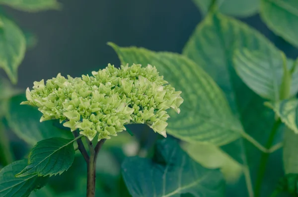 Een Prachtig Shot Van Groene Panicled Hortensia Bloemen Overdag — Stockfoto