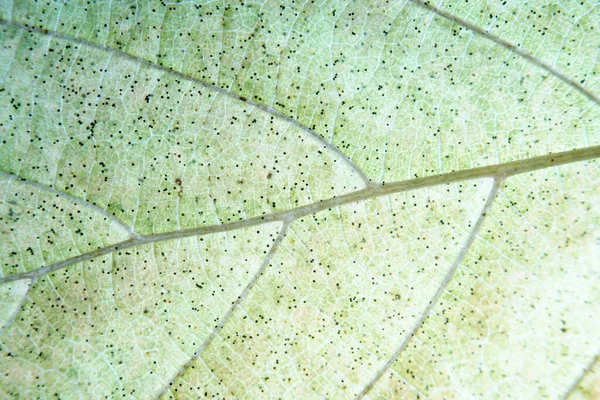 Closeup Overhead Tiro Uma Folha Verde Perfeito Para Fundo — Fotografia de Stock