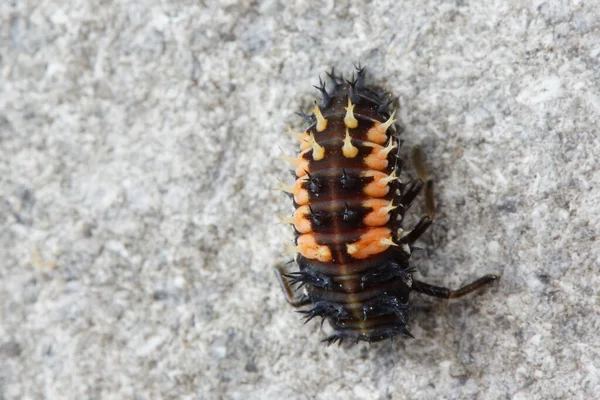 Macro Shot Larva Ladybug Sitting Wall — Stock Photo, Image