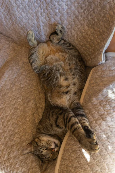 Een Verticaal Shot Van Een Schattige Kleine Kat Slapend Bank — Stockfoto