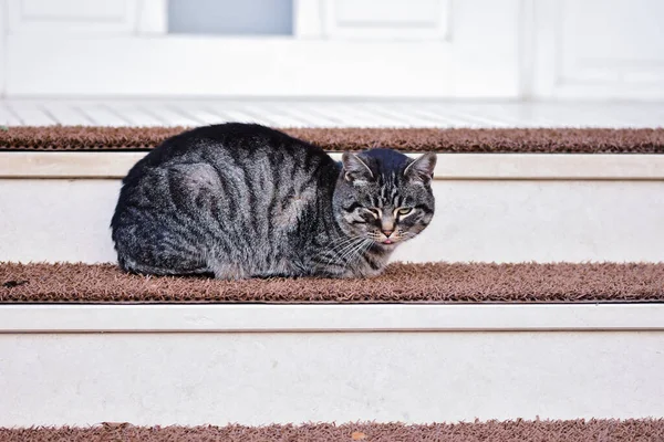 Roztomilá Šedá Ospalá Kočka Sedící Schodech Dveřích — Stock fotografie