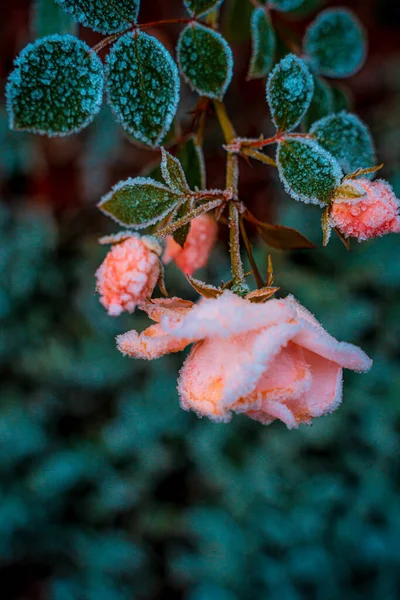Eine Vertikale Selektive Aufnahme Des Frosts Auf Einer Rose — Stockfoto