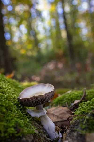 Selektive Fokusaufnahme Eines Kleinen Pilzes Einem Kastanienwald — Stockfoto