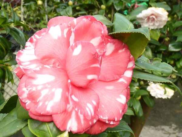 Piękne Kolorowe Kwiaty Rosnące Ogrodzie — Zdjęcie stockowe
