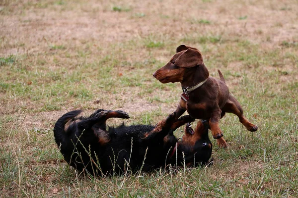 Eine Selektive Fokusaufnahme Von Niedlichen Hunden Die Miteinander Spielen — Stockfoto