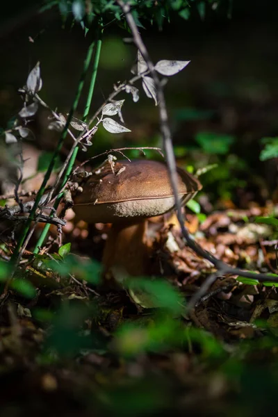 Primer Plano Vertical Hongo Bolete Bahía Salvaje Bosque Con Vegetación — Foto de Stock