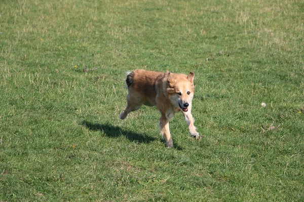Selektiv Fokusbild Söt Hund Som Springer Gräset — Stockfoto