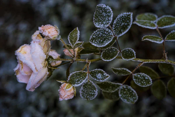 バラの霜の選択的な焦点ショット — ストック写真