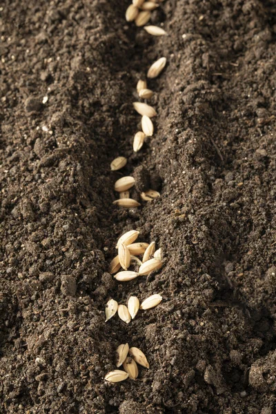 A vertical closeup of seeds sowed in the soil