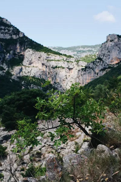 Eine Vertikale Aufnahme Einer Pflanze Die Einer Bergigen Gegend Wächst — Stockfoto
