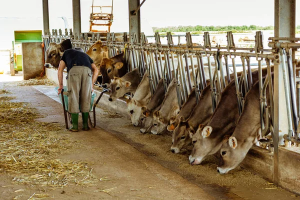 Shot Cows Barn Eating Grass Man Back Feeding Them — Stock Photo, Image