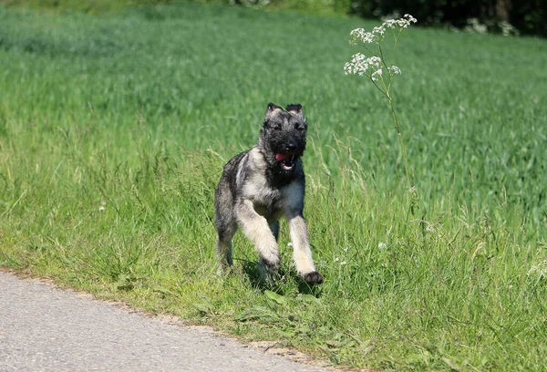 一只可爱的爱尔兰湿狗在草丛中奔跑的选择性镜头 — 图库照片