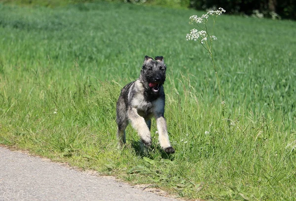 Eine Selektive Fokusaufnahme Eines Niedlichen Irischen Wolfshundes Der Gras Läuft — Stockfoto