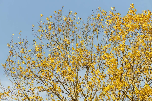 Paleta Colorida Contrastante Ramos Meia Árvore Estéril Com Folhas Douradas — Fotografia de Stock