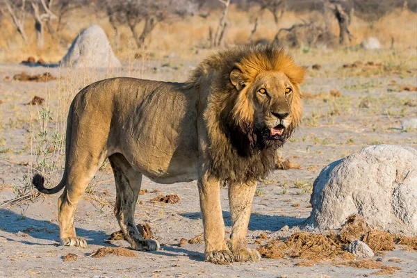 León Macho Mirando Nxai Pan Botswana —  Fotos de Stock