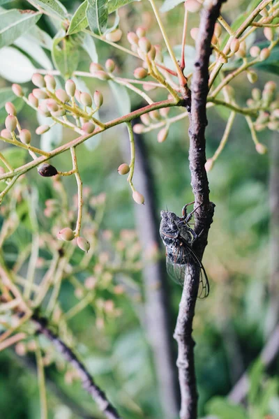 Een Verticaal Selectief Focus Shot Van Een Cicade Een Plant — Stockfoto