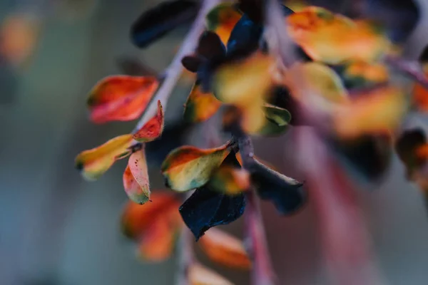 Een Close Shot Van Prachtige Kleurrijke Herfstbladeren Een Park Geweldig — Stockfoto