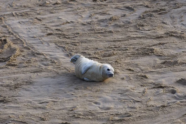 砂浜を移動する愛らしいシール — ストック写真