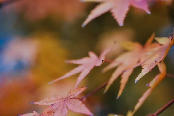 Ένα Κοντινό Πλάνο Των Όμορφων Πολύχρωμα Φύλλα Του Φθινοπώρου Ένα — Φωτογραφία Αρχείου