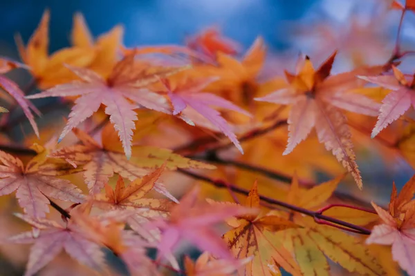 Een Close Shot Van Prachtige Kleurrijke Herfstbladeren Een Park Geweldig — Stockfoto