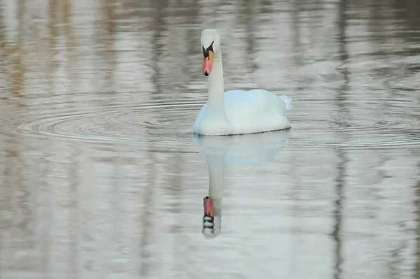 Una Hermosa Vista Elegante Cisne Flotando Tranquilo Lago — Foto de Stock