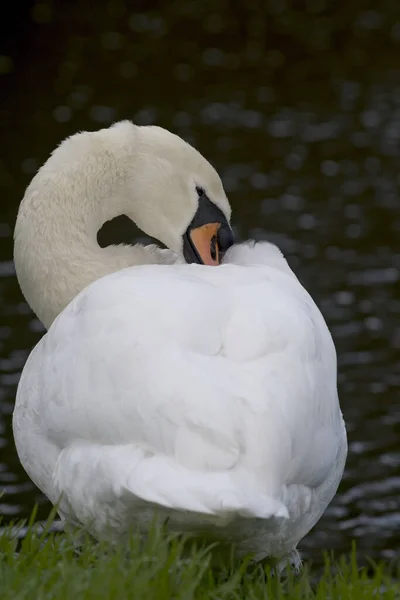 背景に湖のある美しい白鳥の垂直ショット — ストック写真