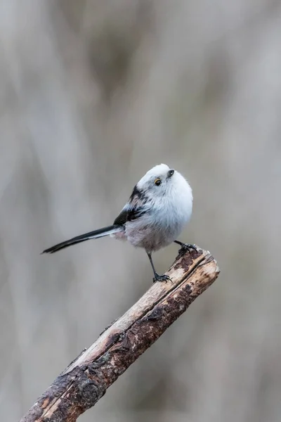 Vertical Shot Long Tailed Tit Bird Perched Tree Branch — 스톡 사진
