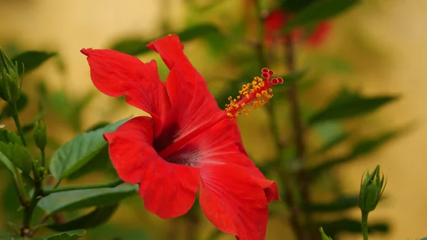 Tiro Close Uma Flor Hibisco Vermelho Brilhante — Fotografia de Stock