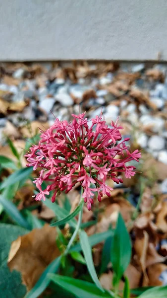 庭で美しい花を咲かせるバレリアンの花の垂直ショット — ストック写真