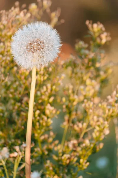 Vertical Shot Common Dandelion — Stock Photo, Image