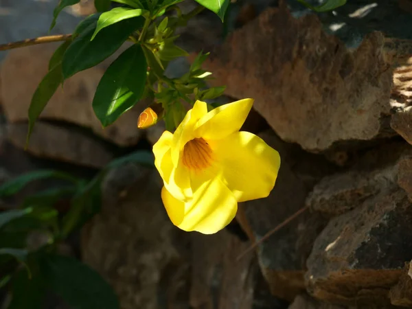 Zbliżenie Ujęcie Jasnożółtego Kwiatu Allamanda — Zdjęcie stockowe