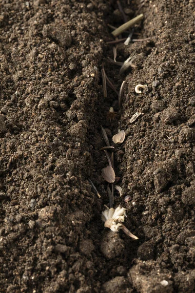 Eine Vertikale Nahaufnahme Von Samen Die Den Boden Gesät Werden — Stockfoto