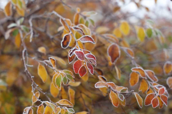 Ağaçlardaki Yapraklar Buz Tutmuş — Stok fotoğraf
