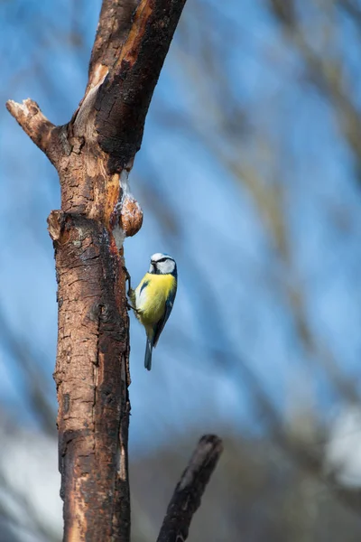 Vertical Shot Eurasian Blue Tit Perched Tree Branch Blue Background — Stok fotoğraf