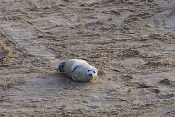 Urocza Foka Poruszająca Się Piaskach Plaży — Zdjęcie stockowe