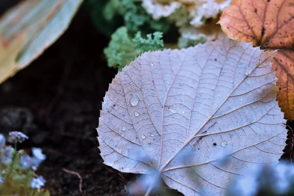 Zbliżenie Ujęcia Pięknych Kolorowych Jesiennych Liści Parku Idealne Naturalną Tapetę — Zdjęcie stockowe