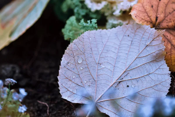 Primer Plano Hermosas Hojas Coloridas Otoño Parque Ideal Para Fondo — Foto de Stock