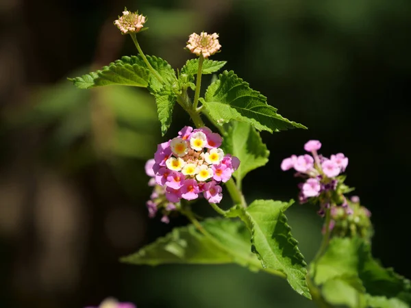 Piękne Zbliżenie Purpurowych Kwiatów Rosnących Polu Słoneczny Dzień — Zdjęcie stockowe