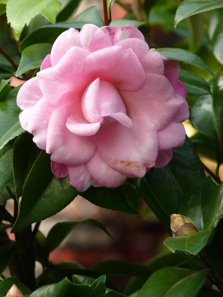 Een Close Shot Van Camellia Bloemen — Stockfoto