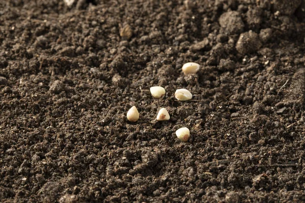 Toprağa Ekilmiş Tohumların Yakın Çekimi — Stok fotoğraf