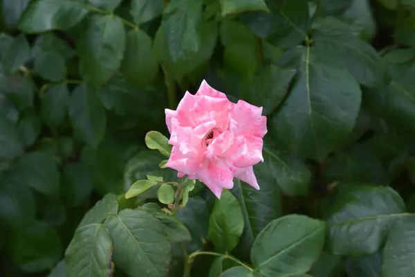 Tiro Ângulo Alto Flor Rosa Florescendo Rosa Com Folhas Arbusto — Fotografia de Stock