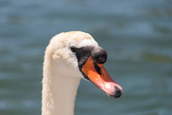 Närbild Vit Svan Solljuset — Stockfoto