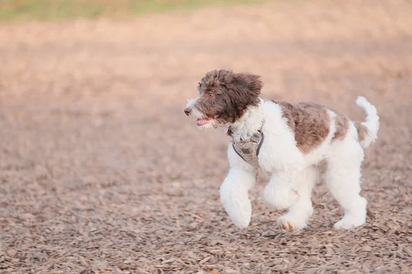 Uma Bela Foto Labradoodle Fofo Bonito Correndo Jogando Parque Cães — Fotografia de Stock