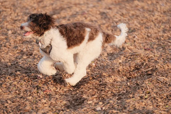 Beautiful Shot Cute Fluffy Labradoodle Running Playing Dog Park — Stock Photo, Image
