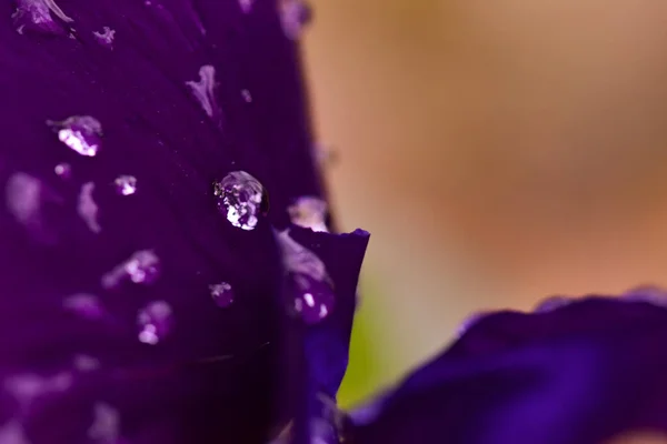 Zbliżenie Ujęcie Purpurowych Płatków Kwiatów Pokryte Rosą — Zdjęcie stockowe