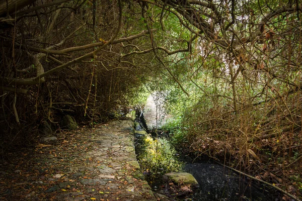 Krásný Záběr Tekoucí Řeky Lese — Stock fotografie