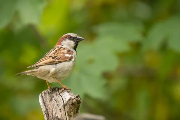 Closeup Shot Sparrow Perched Wood Green Blurry Background — Stock Photo, Image