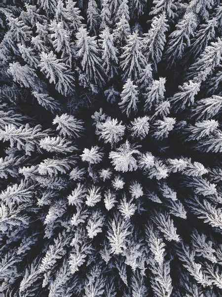Αεροφωτογραφία Ενός Όμορφου Χειμερινού Τοπίου Έλατα Καλυμμένα Χιόνι — Φωτογραφία Αρχείου