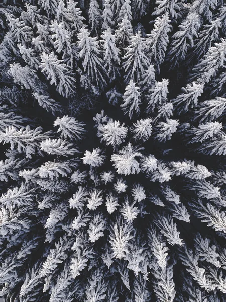 Letecký Pohled Krásnou Zimní Krajinu Jedlemi Pokrytými Sněhem — Stock fotografie