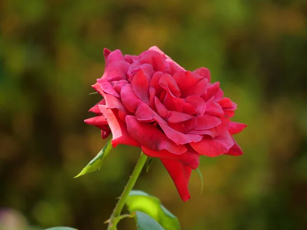 Eine Nahaufnahme Einer Leuchtend Roten Rose — Stockfoto